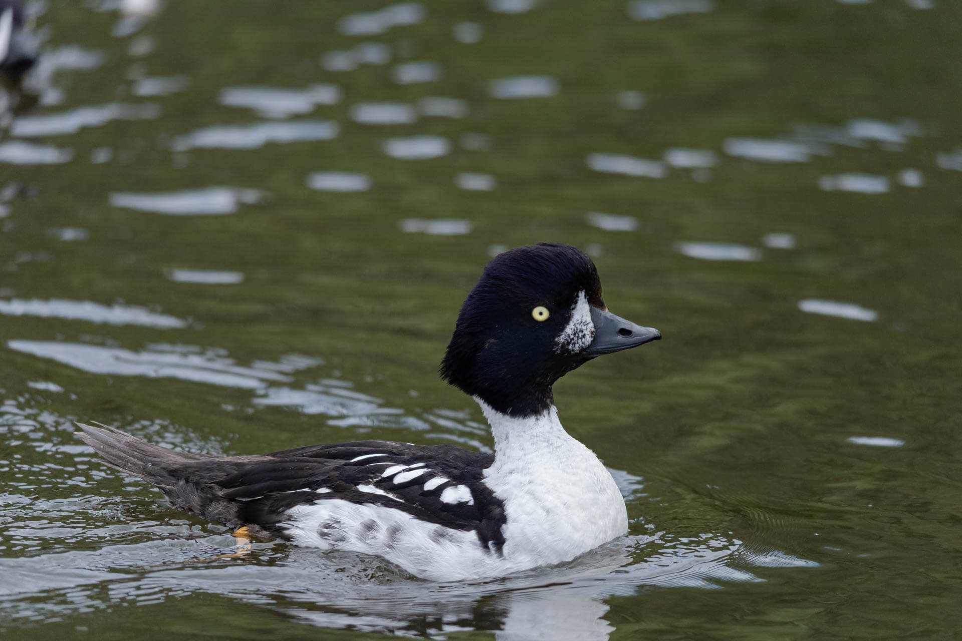 The Barrow's Golden Eye.