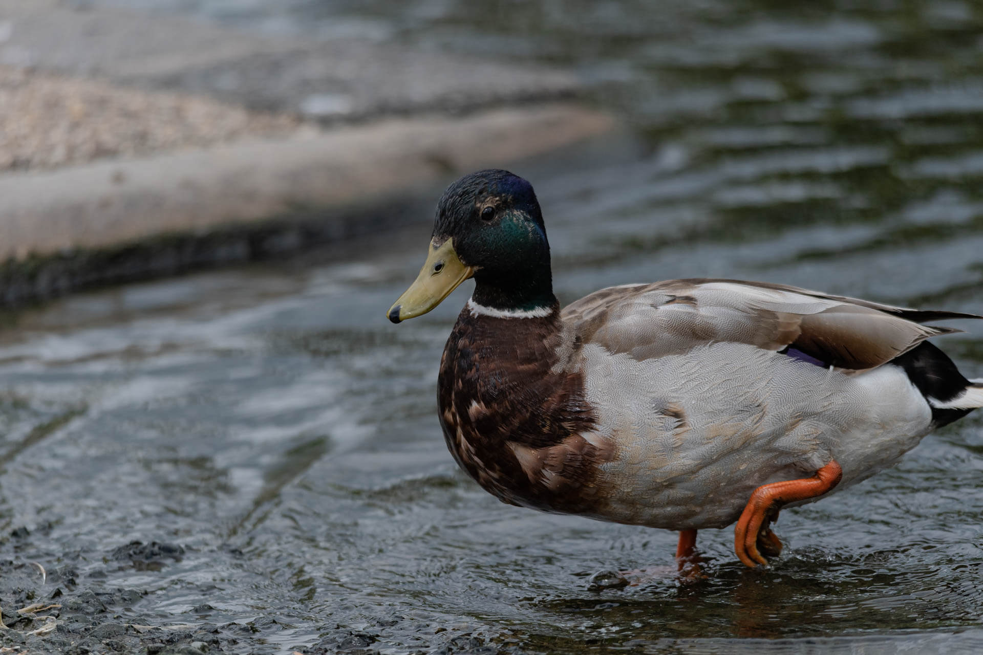 The Mallard Duck