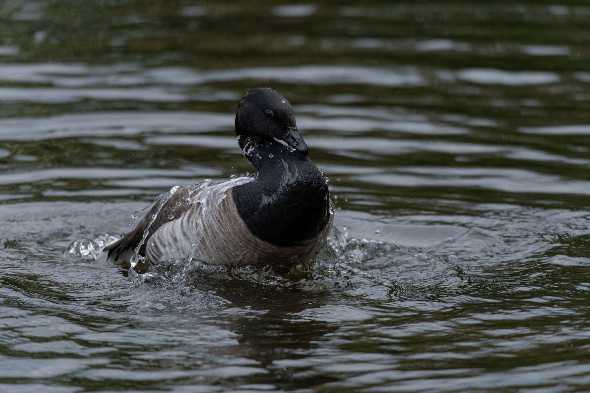 The Light Bellied Brent Goose re-emerging from the water