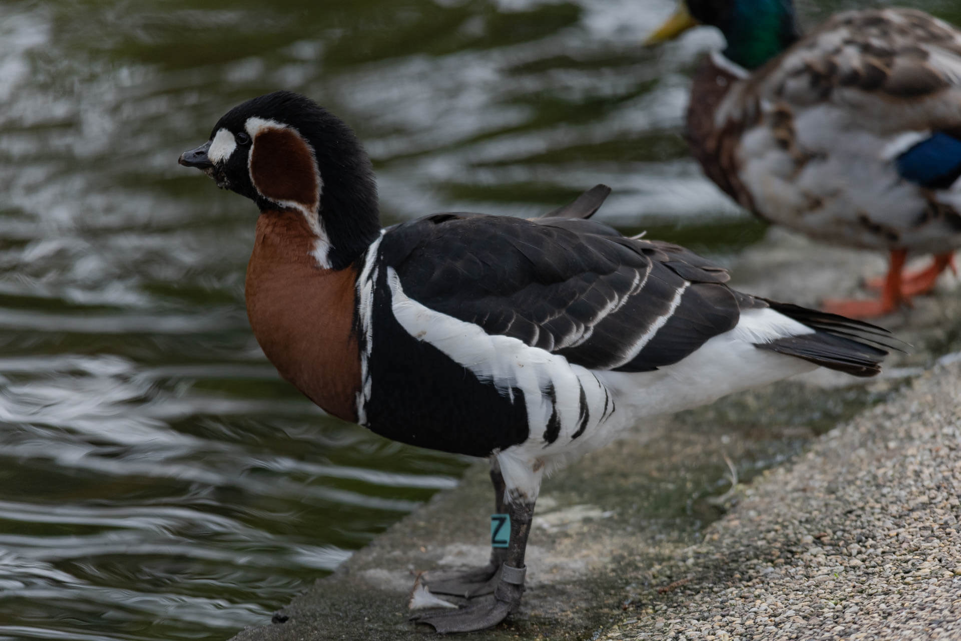 The Red Breasted Goose