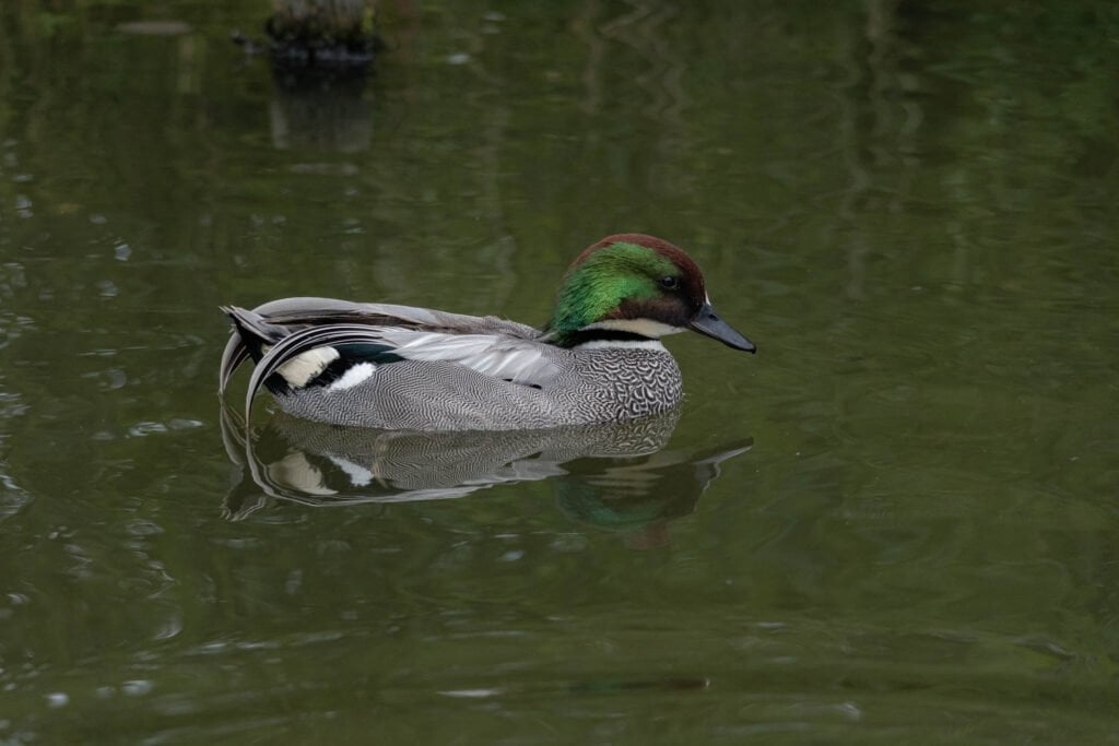 The Falcated Duck
