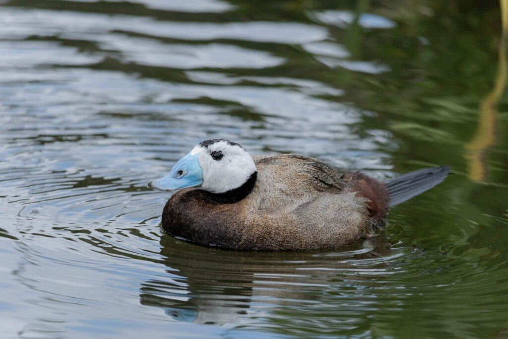 The White-headed Duck