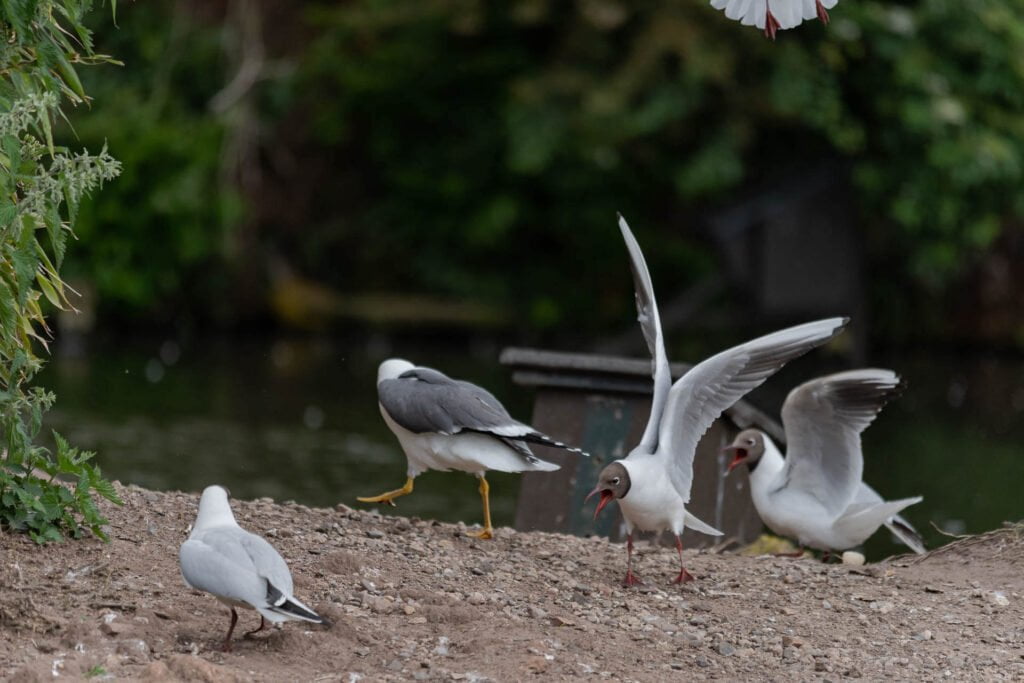 The Black-Headed Gull getting aggressive chasing off competition