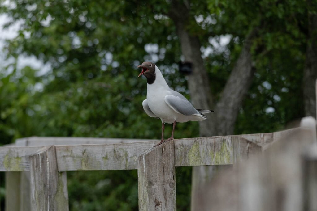 The Black-Headed Gull on the fence post