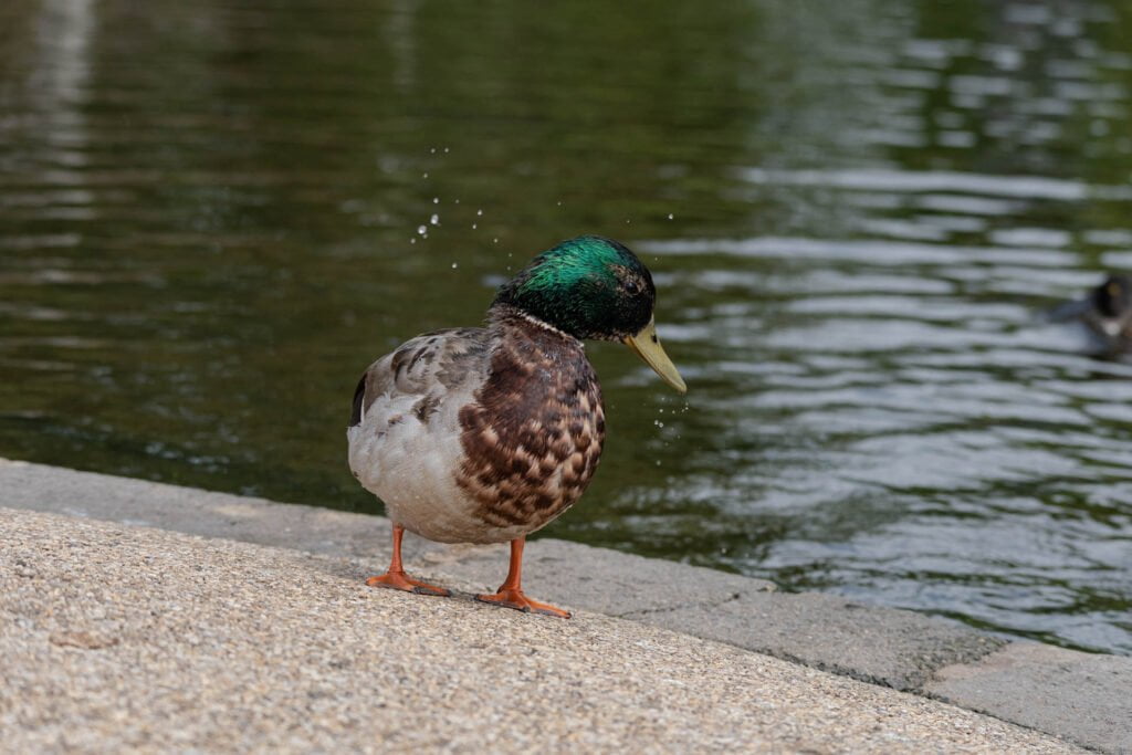 The Mallard Duck