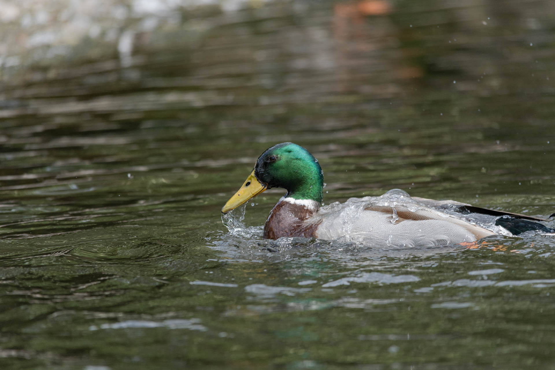 The Mallard Duck