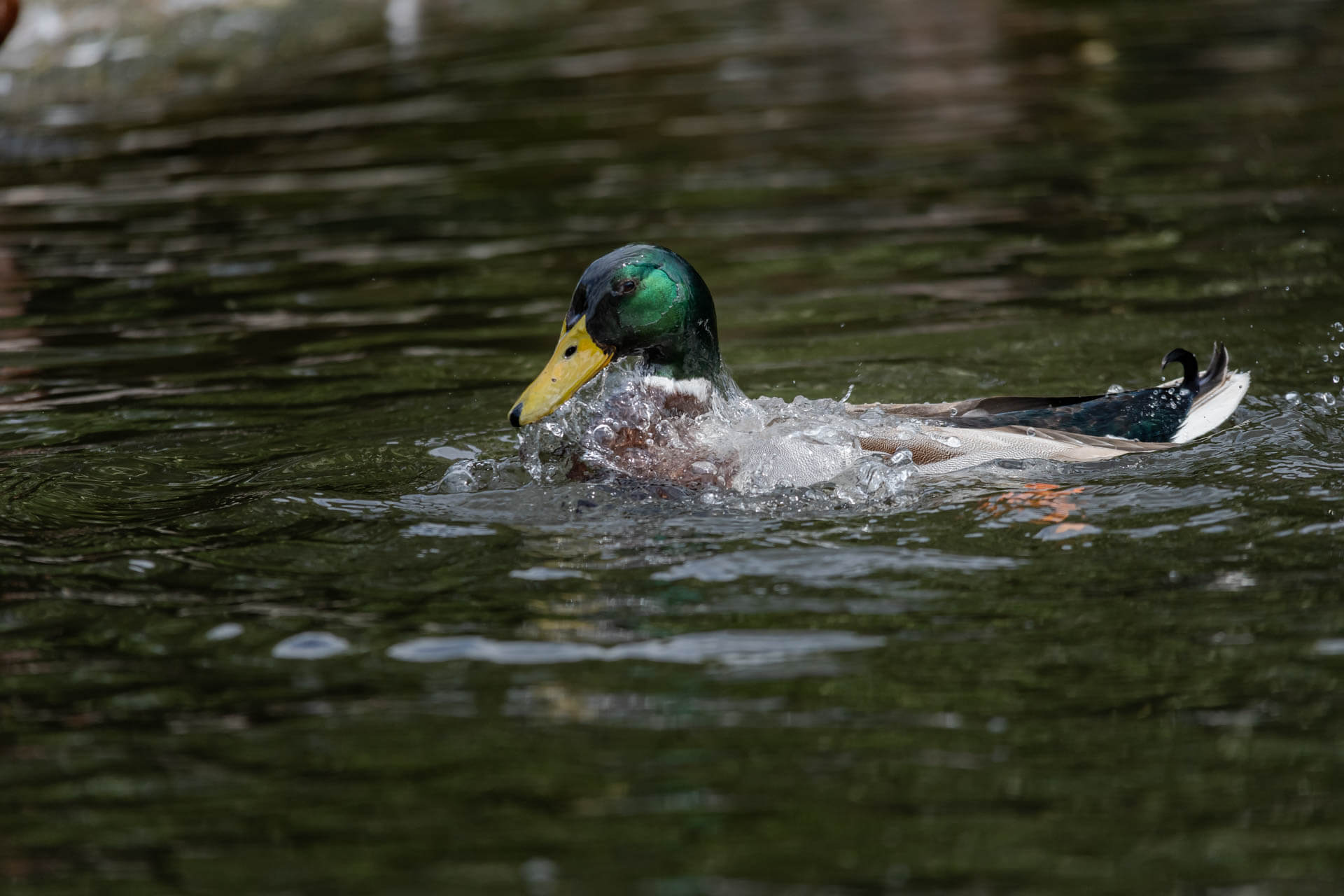 The Mallard Duck