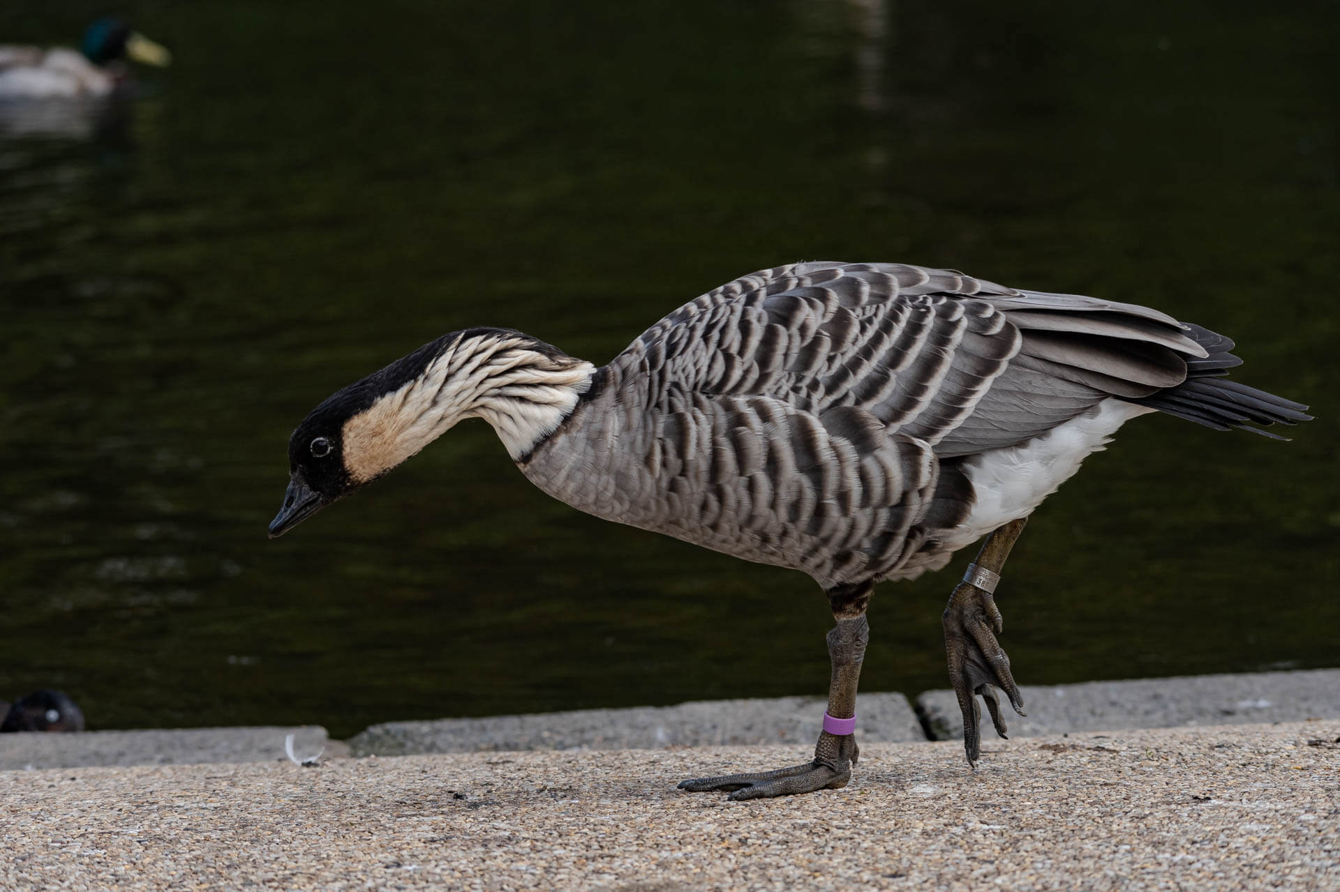 The Light Bellied Brent Goose