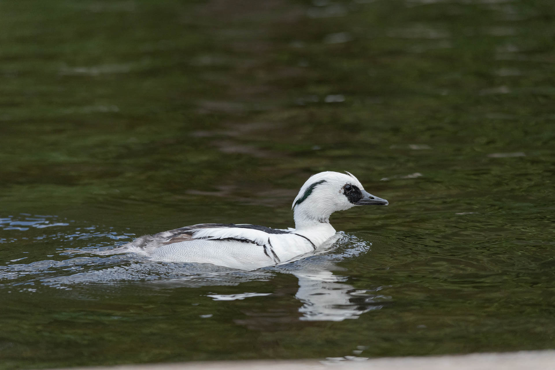 The Smew