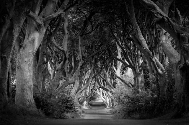 The Dark Hedges Black and White