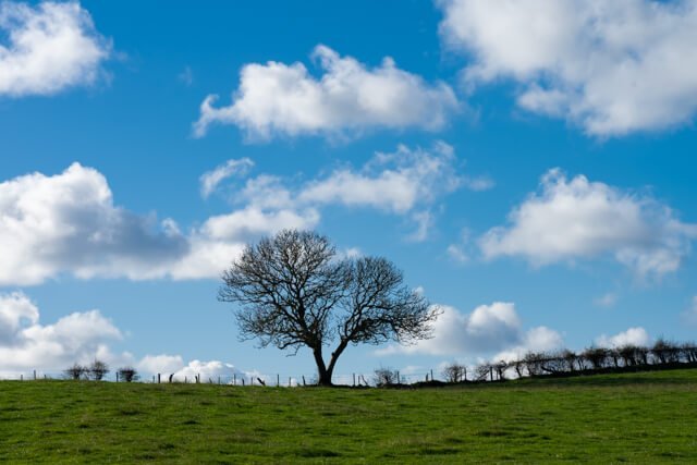 Heart Tree