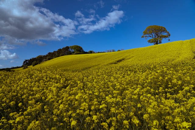 Yellow Field Cloulds