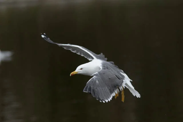 flyGull