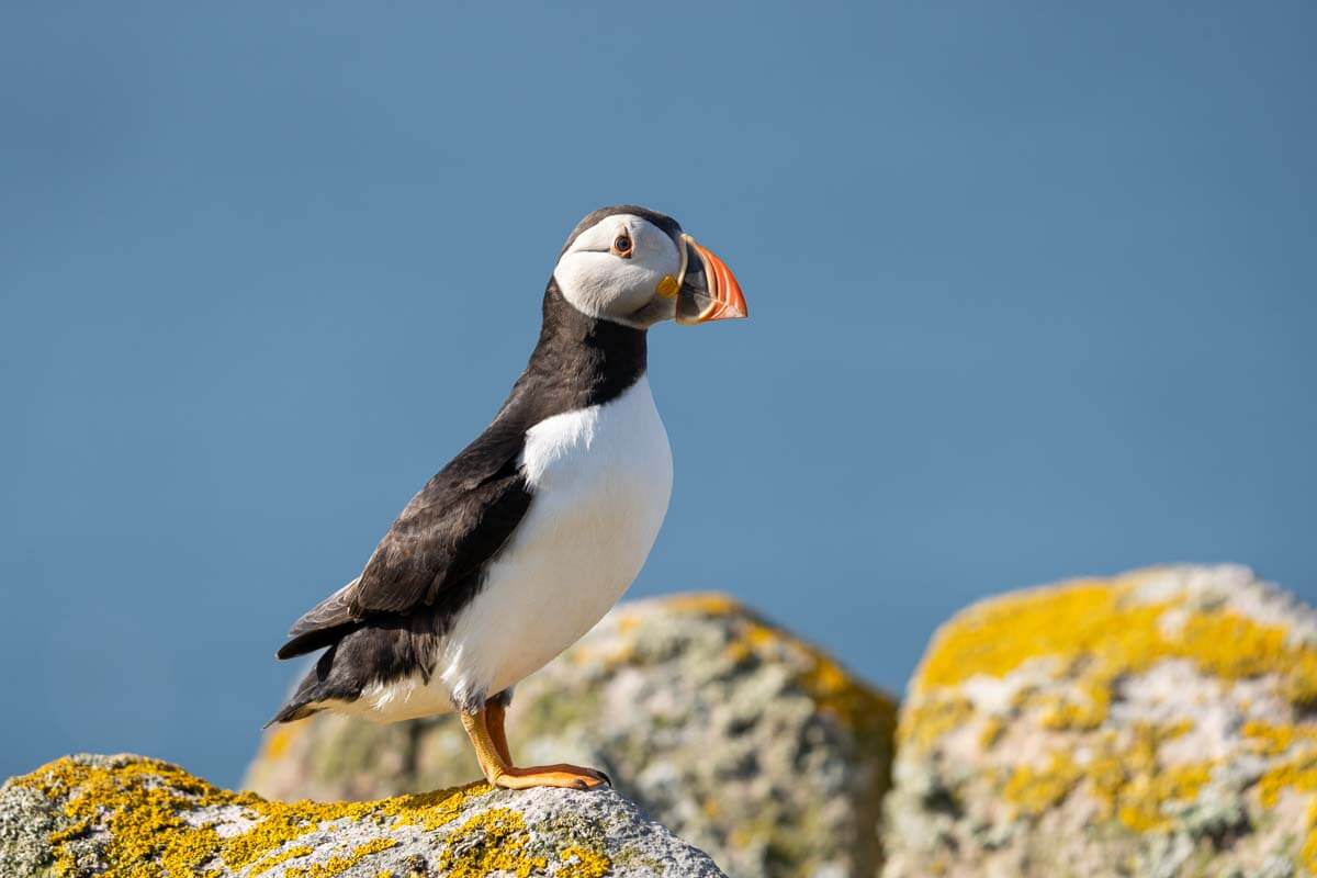 Puffin on the rocks