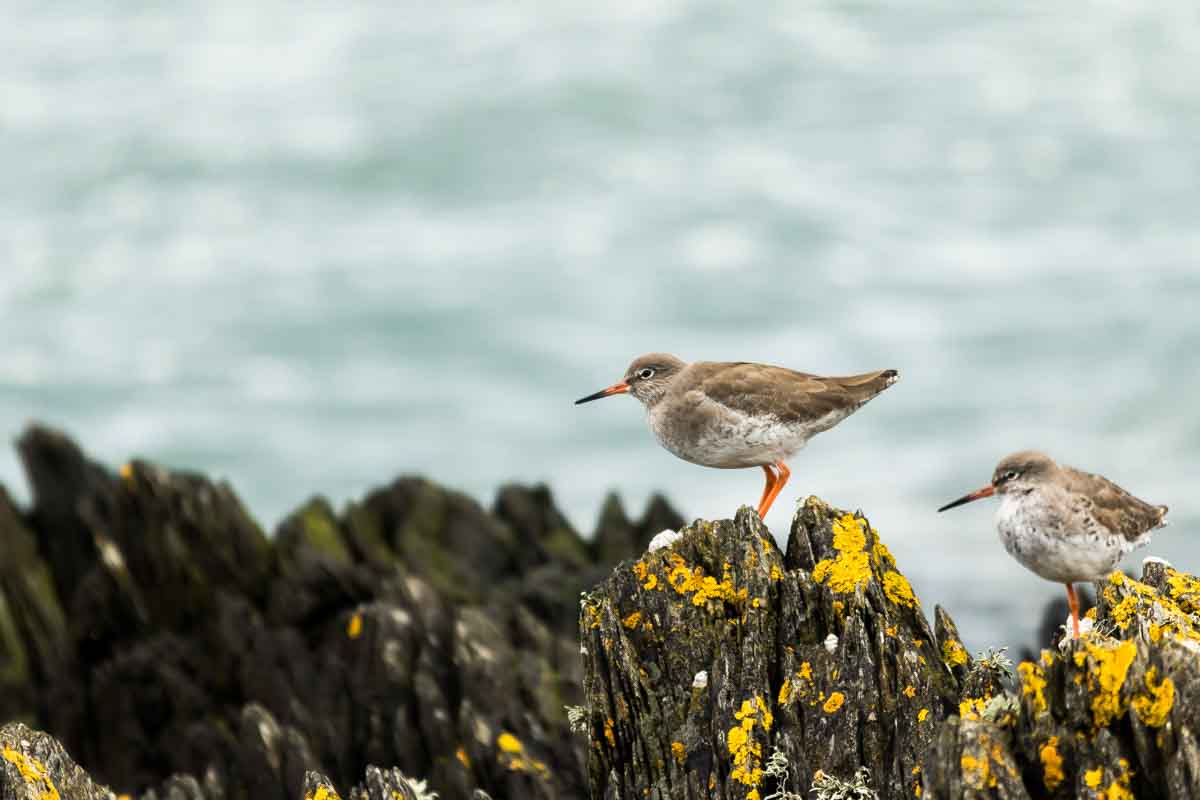 Common Redshank