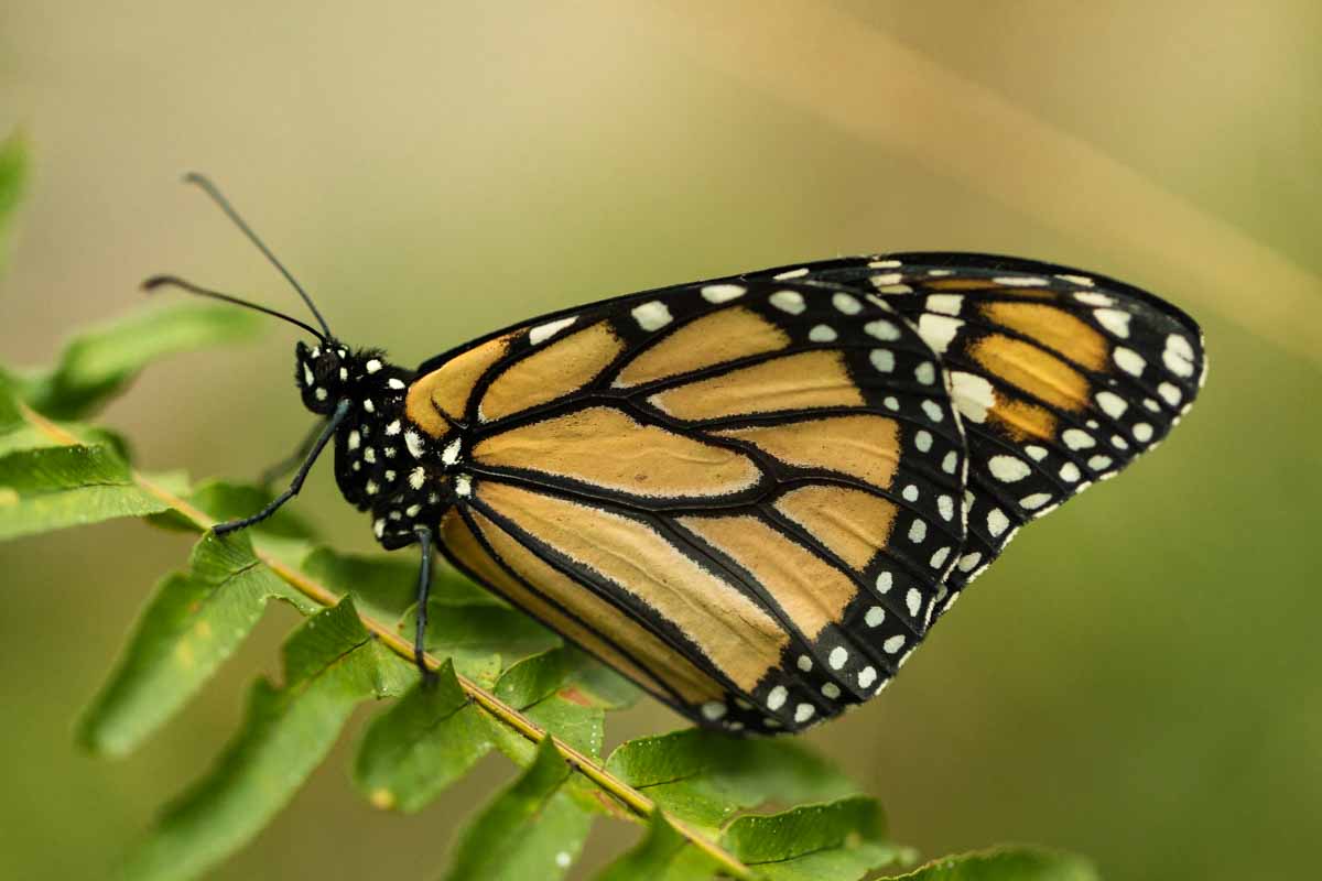 Yellow Monarch Butterfly on a Fern