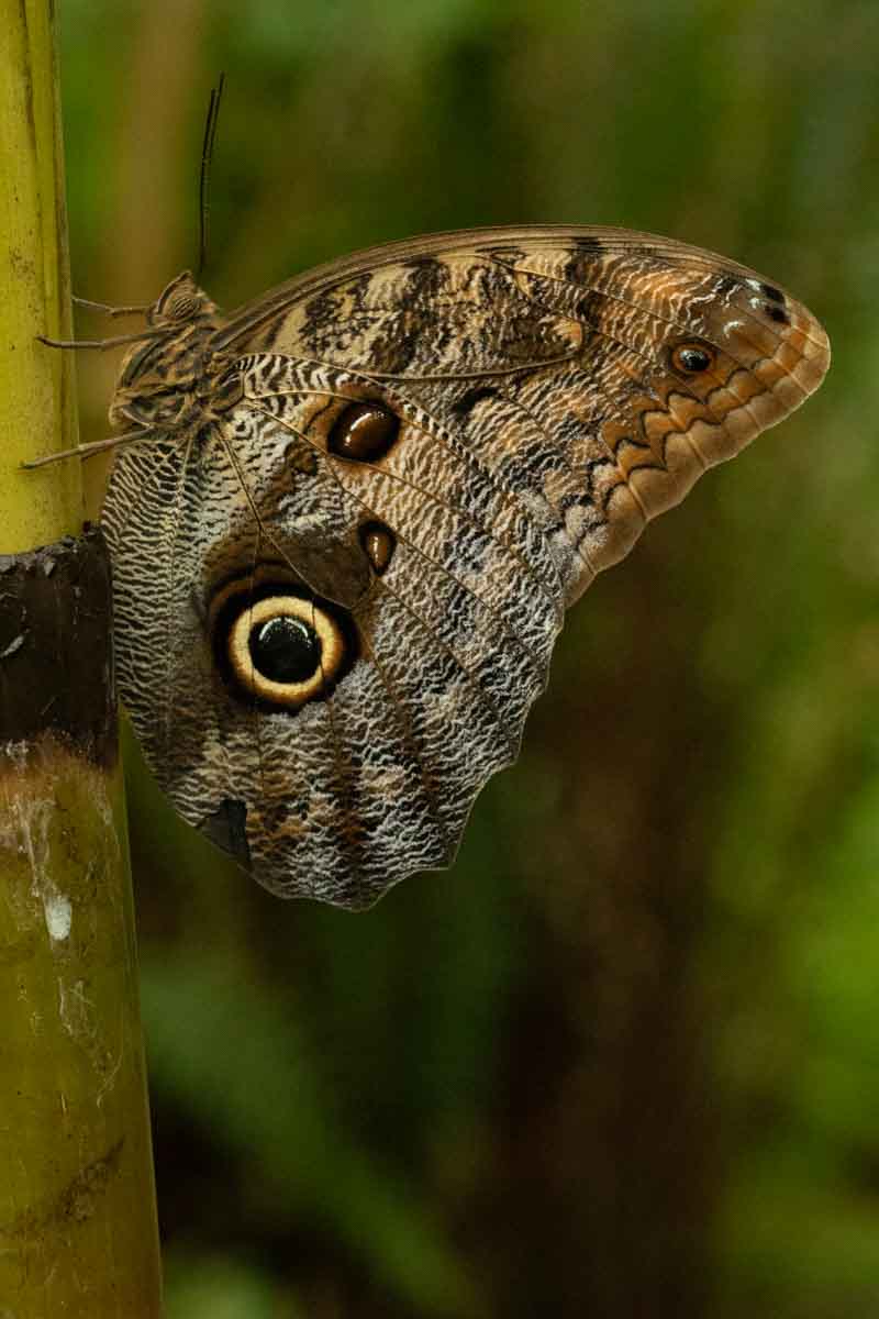 Owl Butterfly