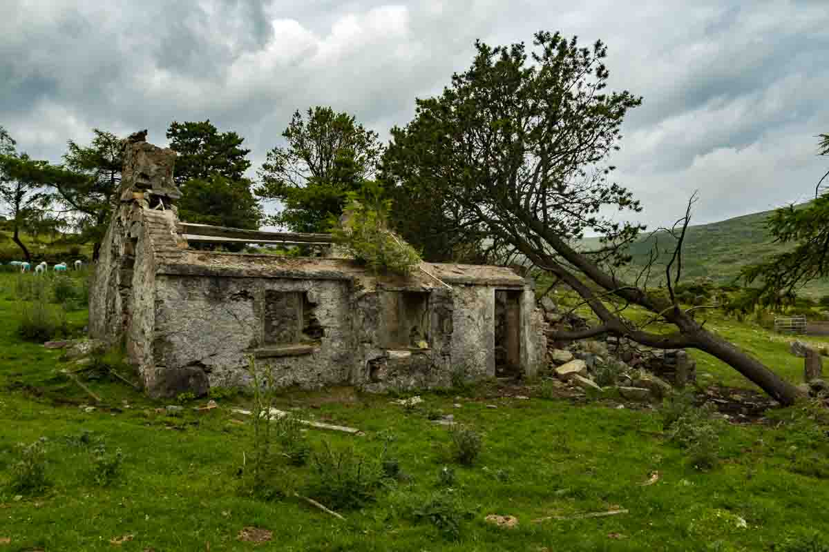 Ruin House Tree