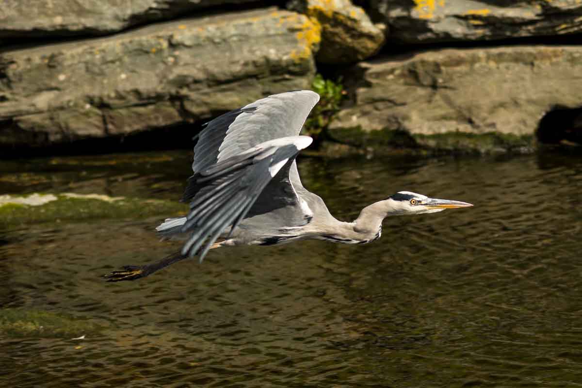 Heron in Flight