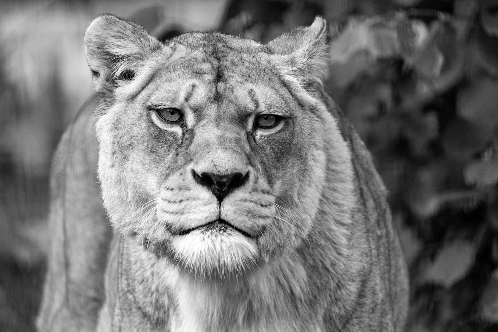 Lioness Black and White