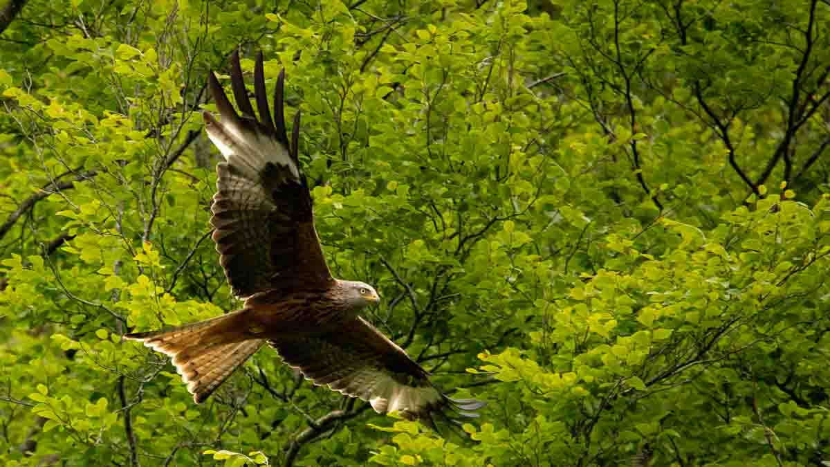 Red Kite in Flight