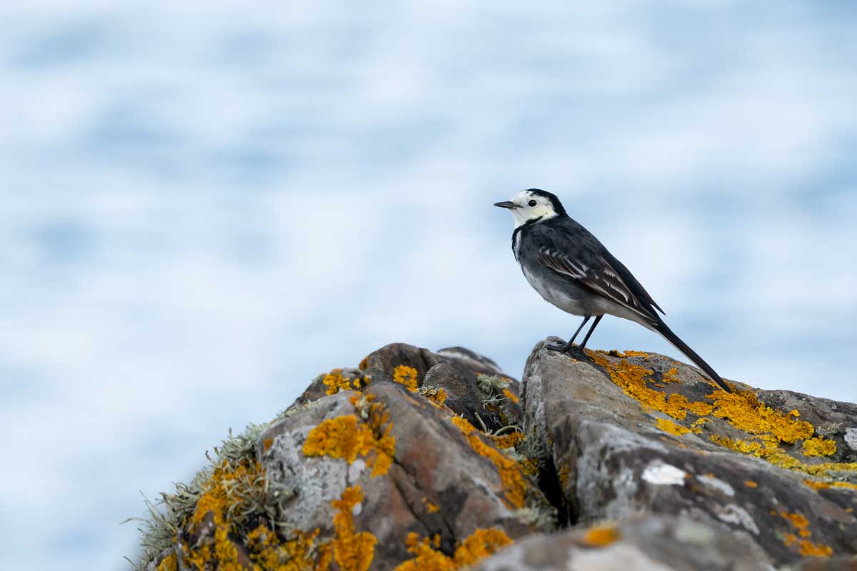 Wagtail on the Rocks