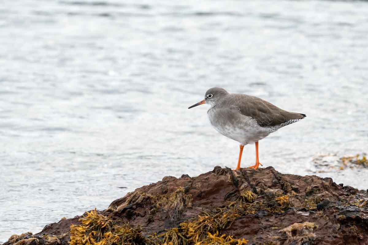 Common Redshank