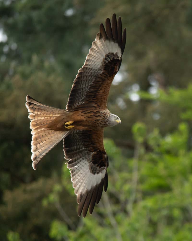 Red Kite in Flight