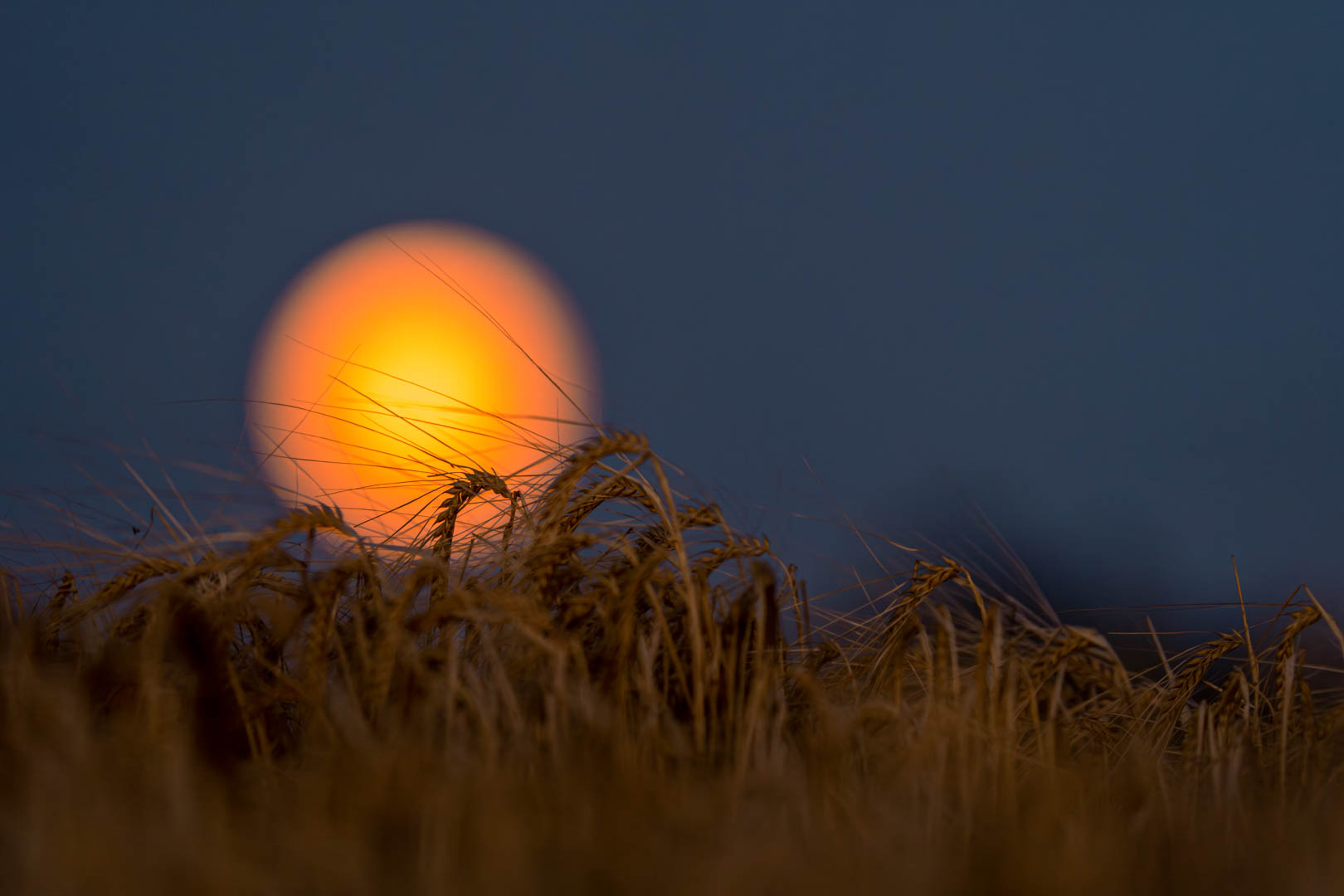 Harvest moon