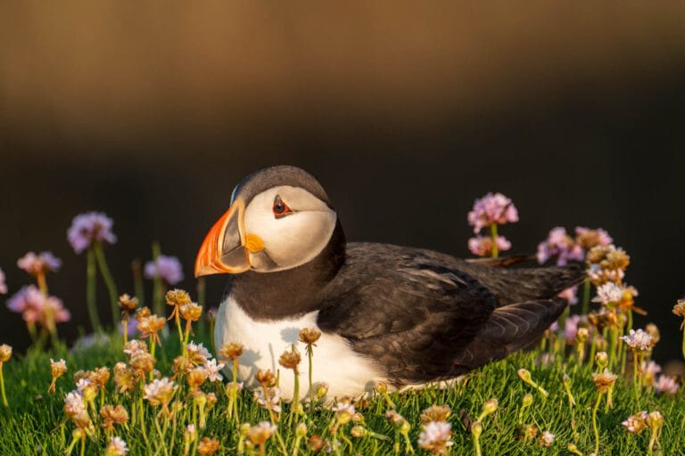 Atlantic Puffin Chilling in the Saltee's