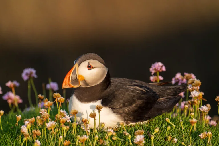 Atlantic Puffin Chilling in the Saltee's