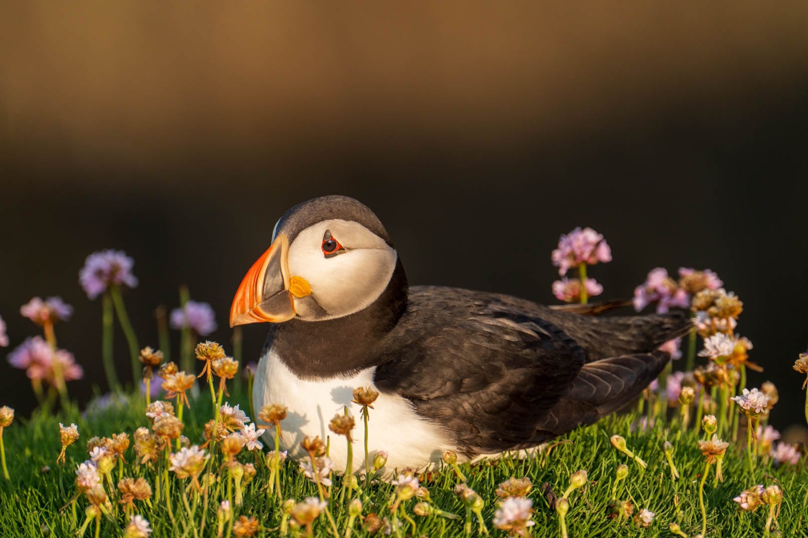 Atlantic Puffin Chilling in the Saltee's
