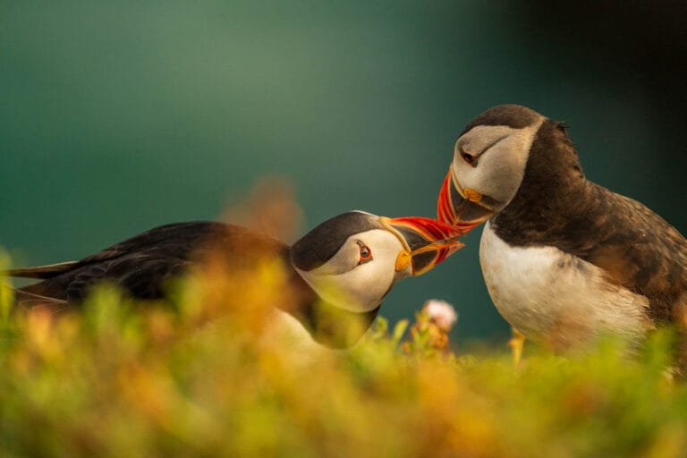 Atlantic Puffin Kissing on the Edge