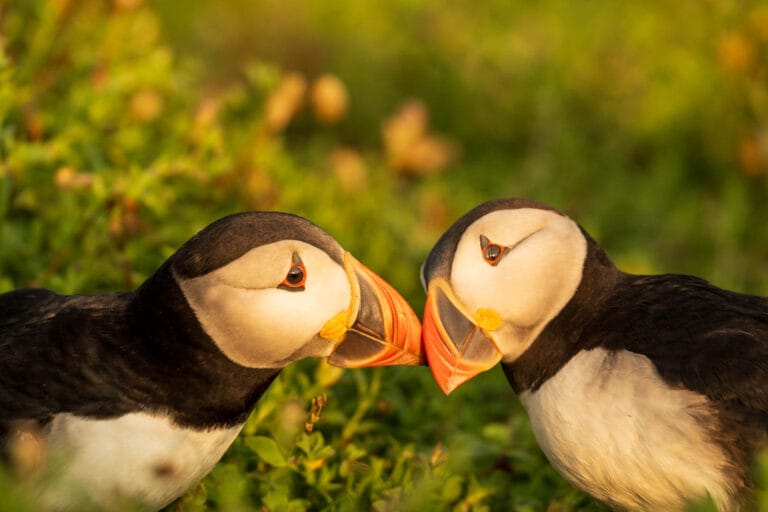 Atlantic Puffin Sunset Kiss