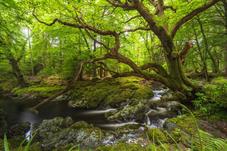 Gnarly Tree