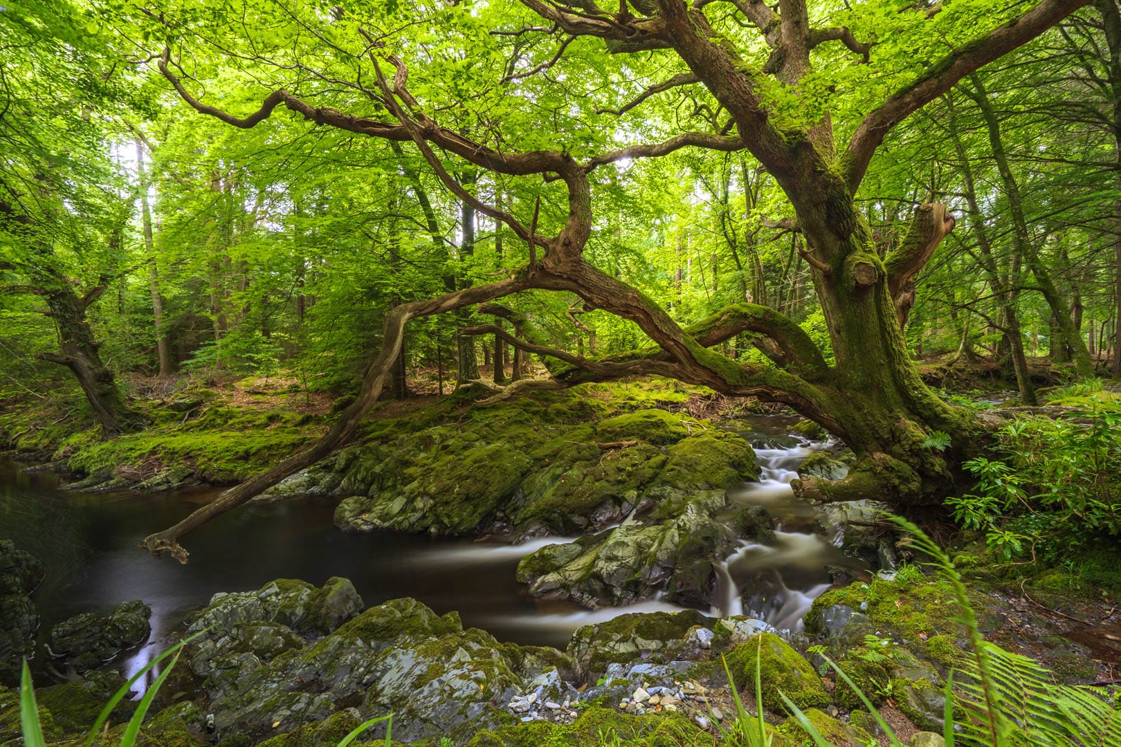 Gnarly Tree