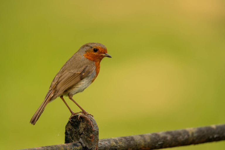Robin