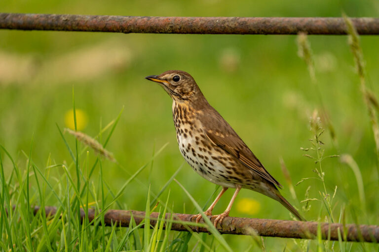 The Song Thrush