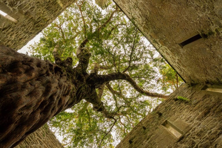 Yew Tree Muckross Abbey
