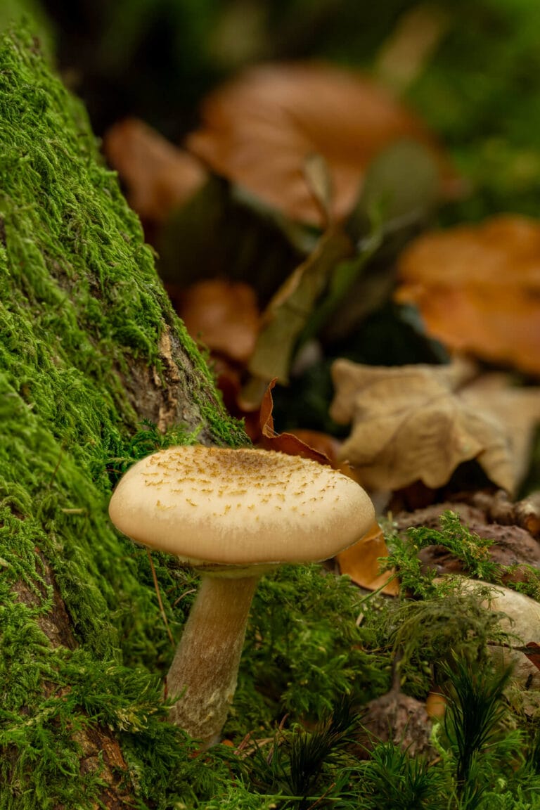 Mushroom on the tree trunk