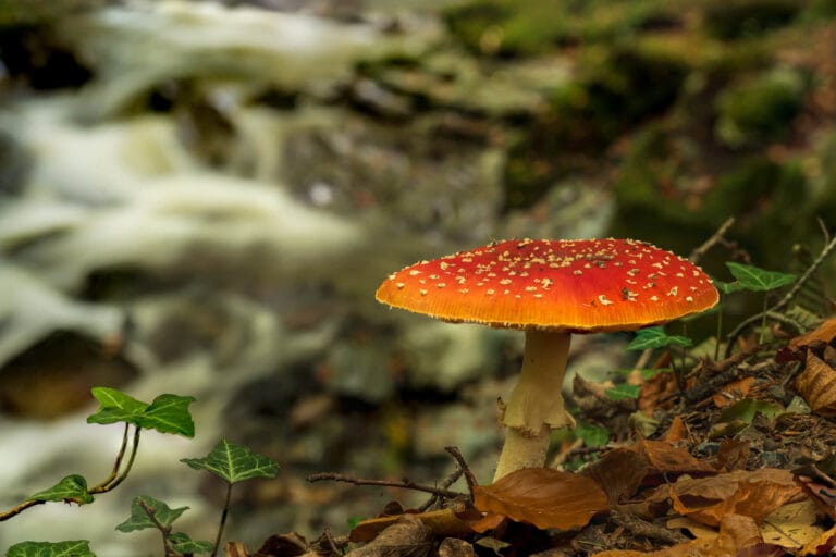Mushroom at the river bank