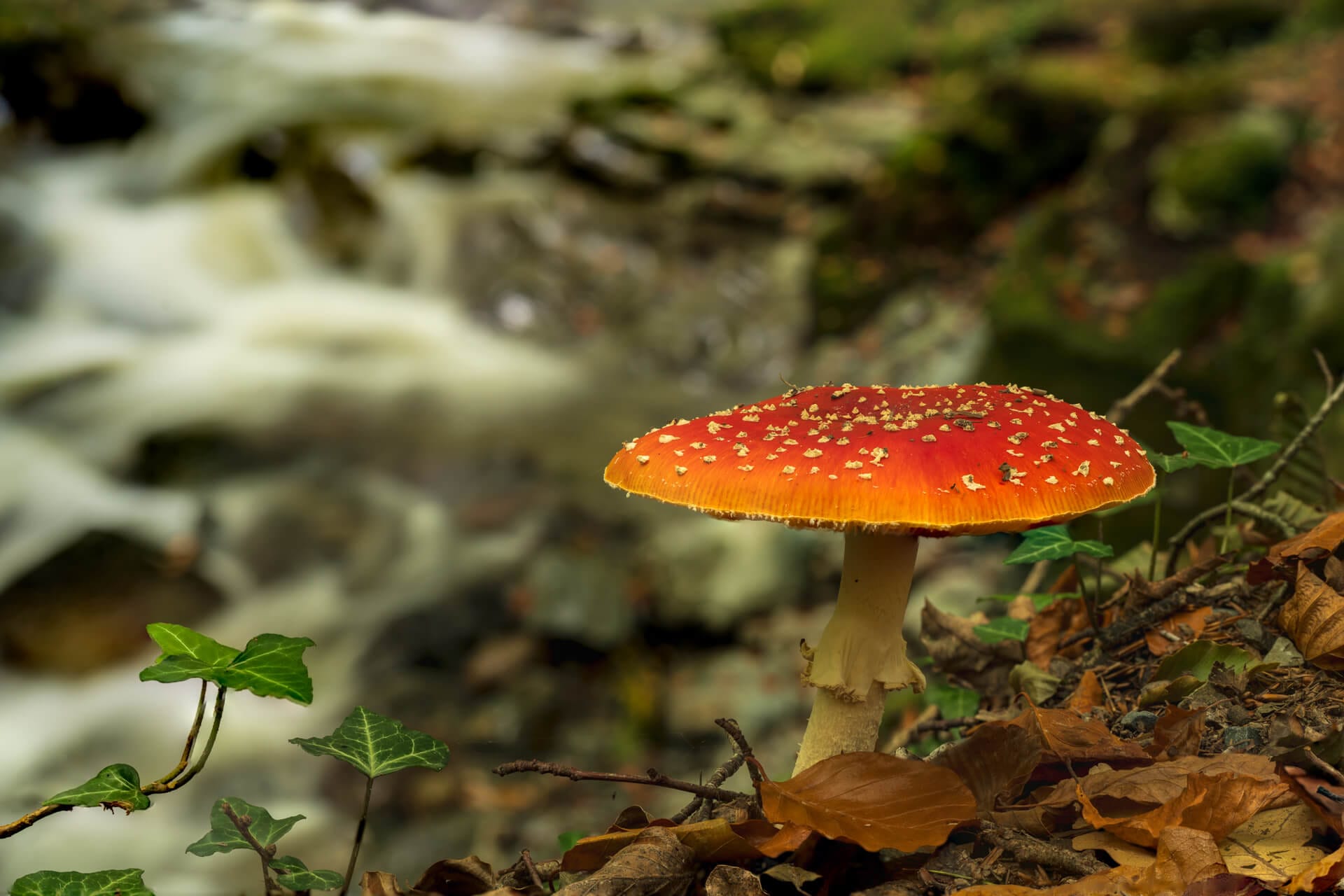 Mushroom at the river bank