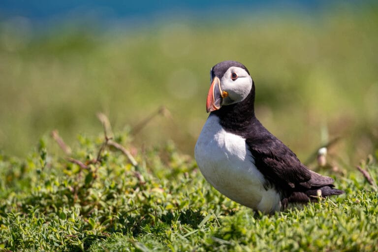 Puffin