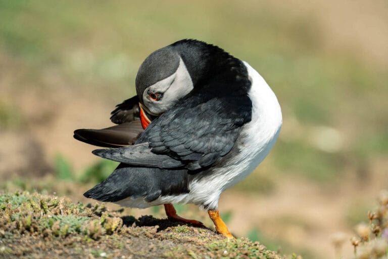 Puffin