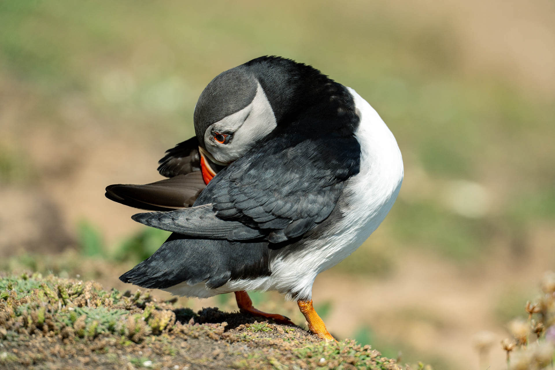 Puffin