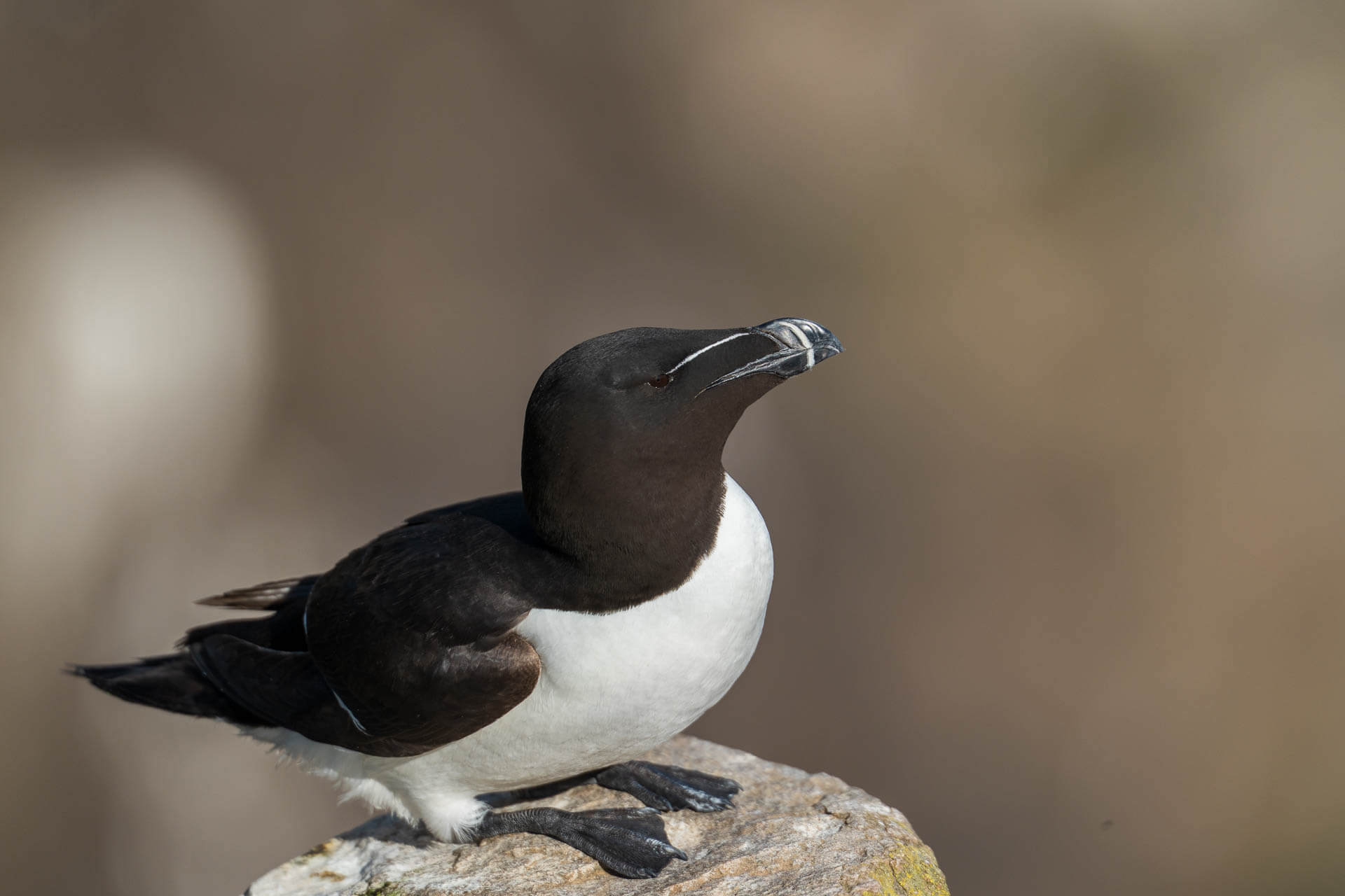 Razor Bill