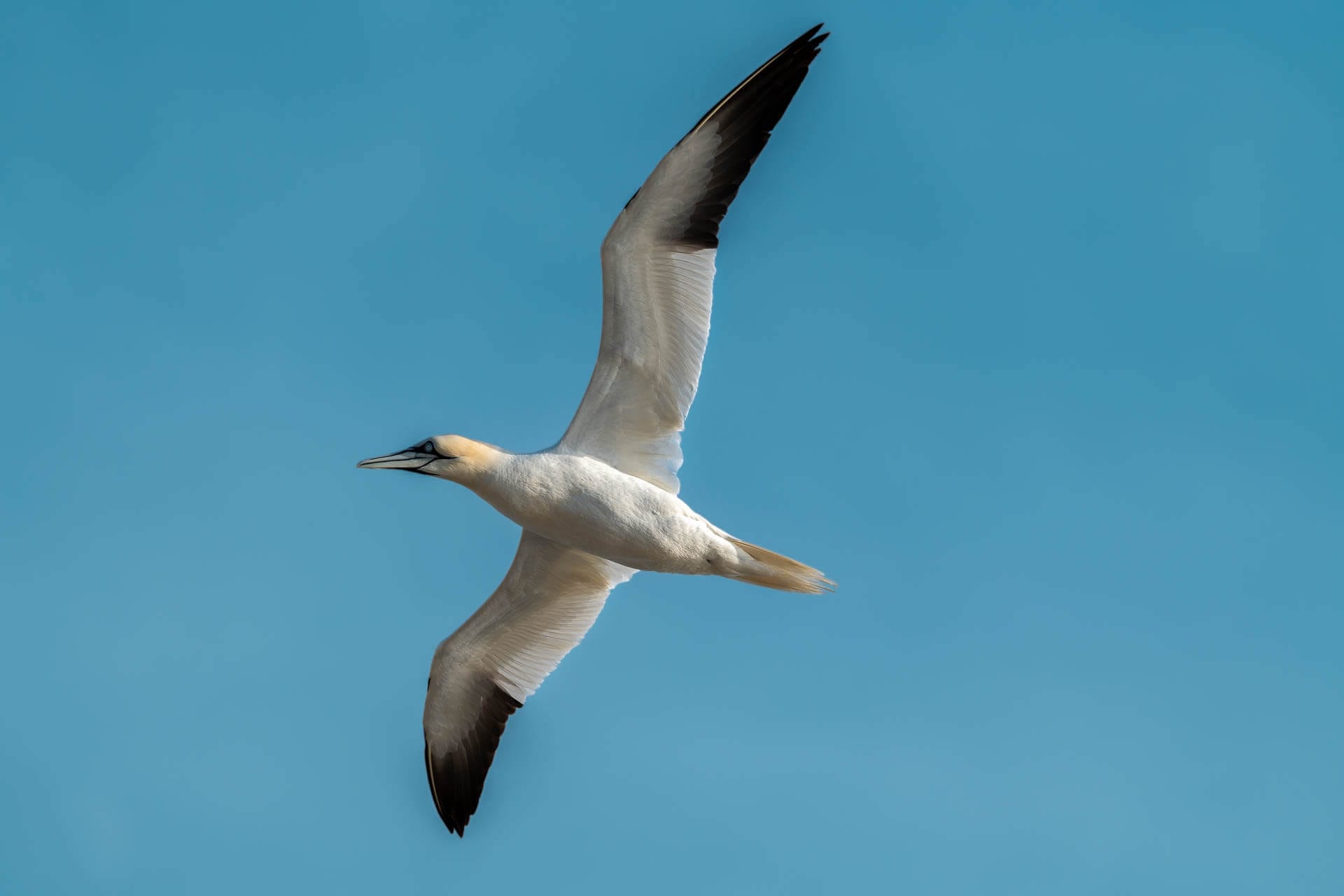 Gannet