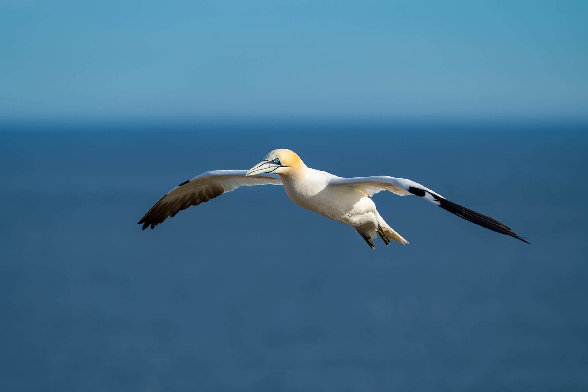 Gannet