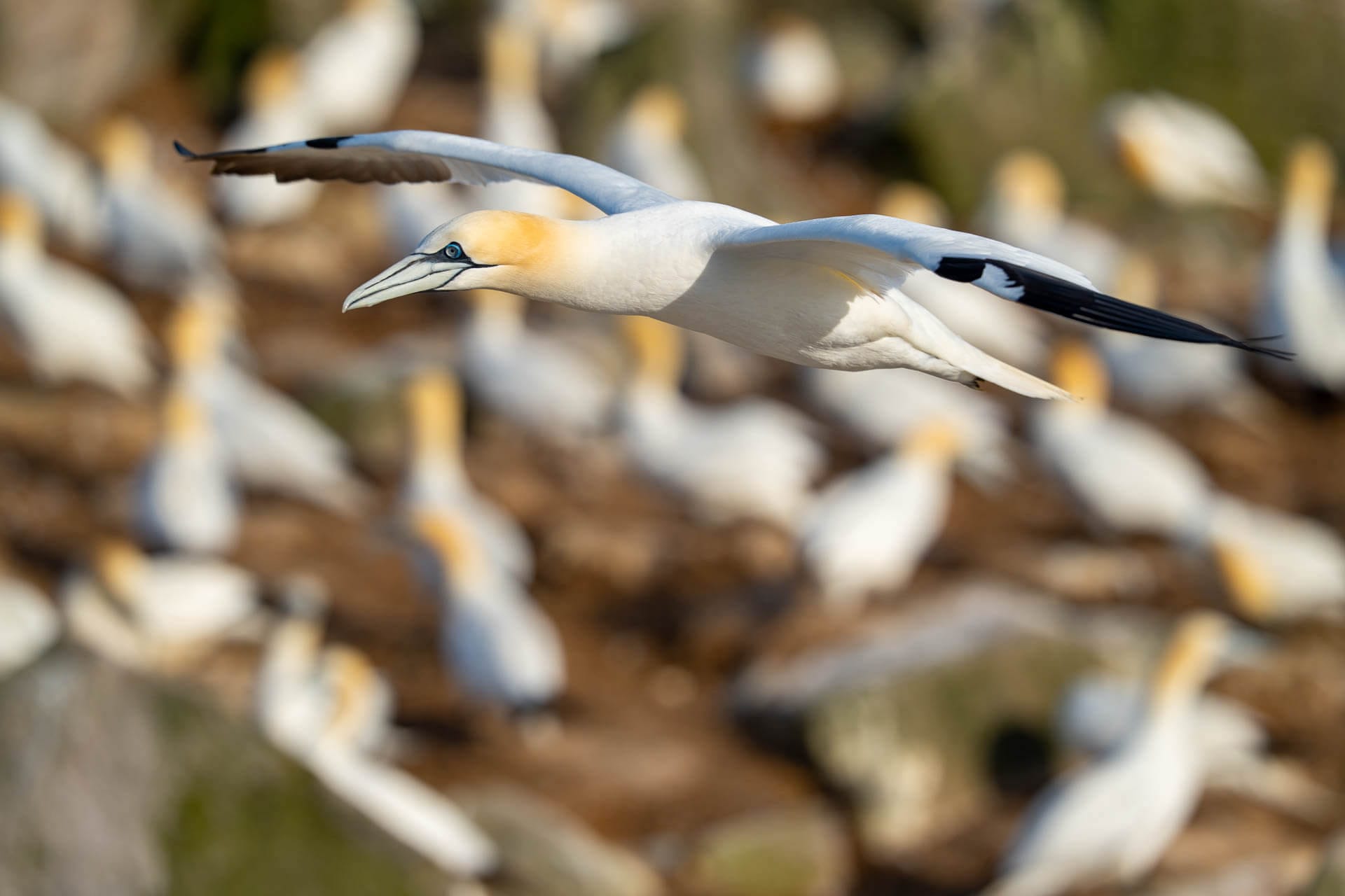Gannet