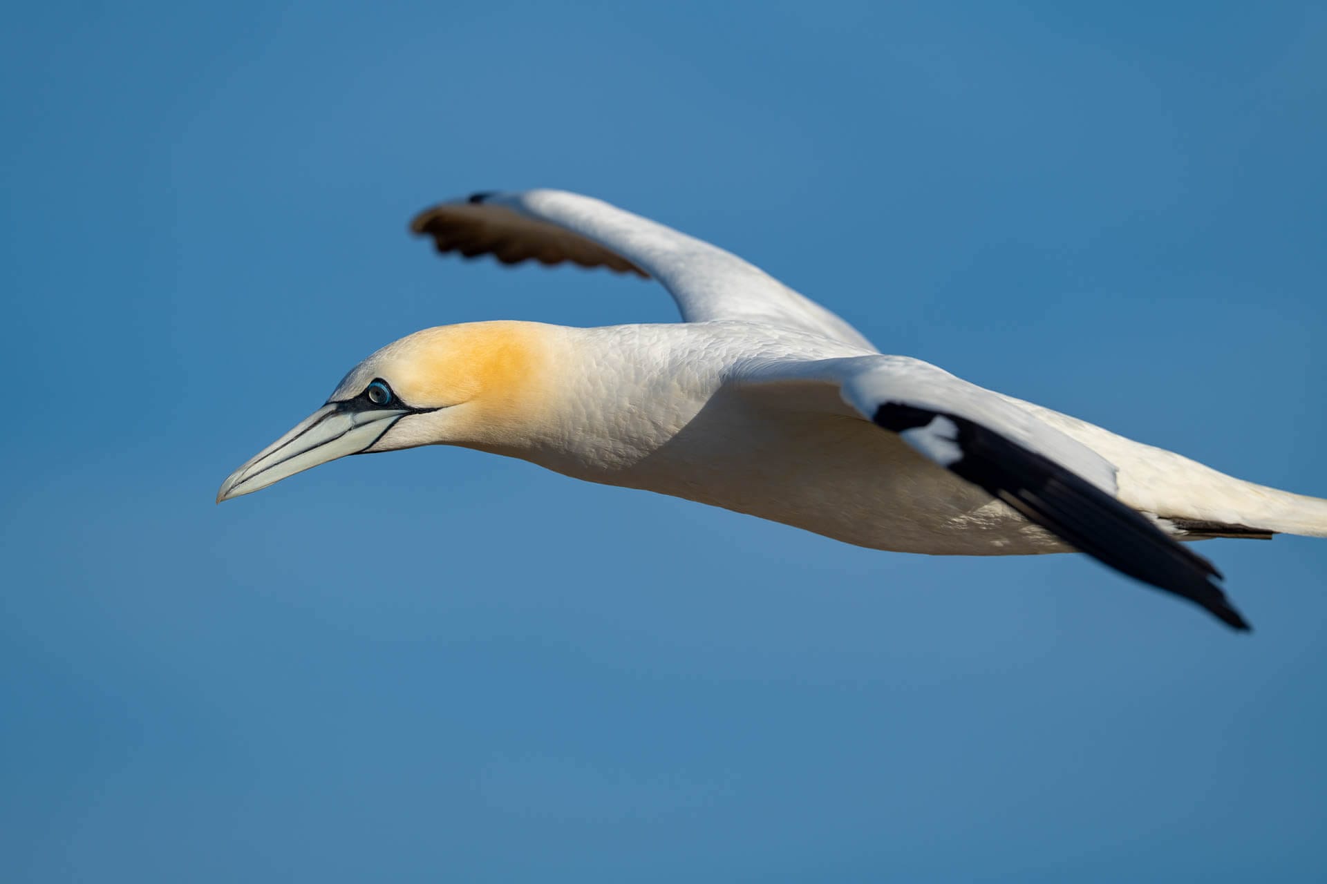 Gannet